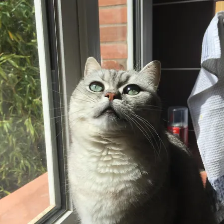 Typical Toulouse House Completely Renovated Launaguet