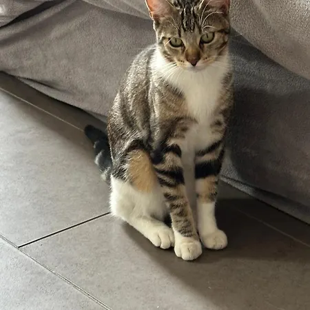 Typical Toulouse House Completely Renovated Casa de Férias Launaguet